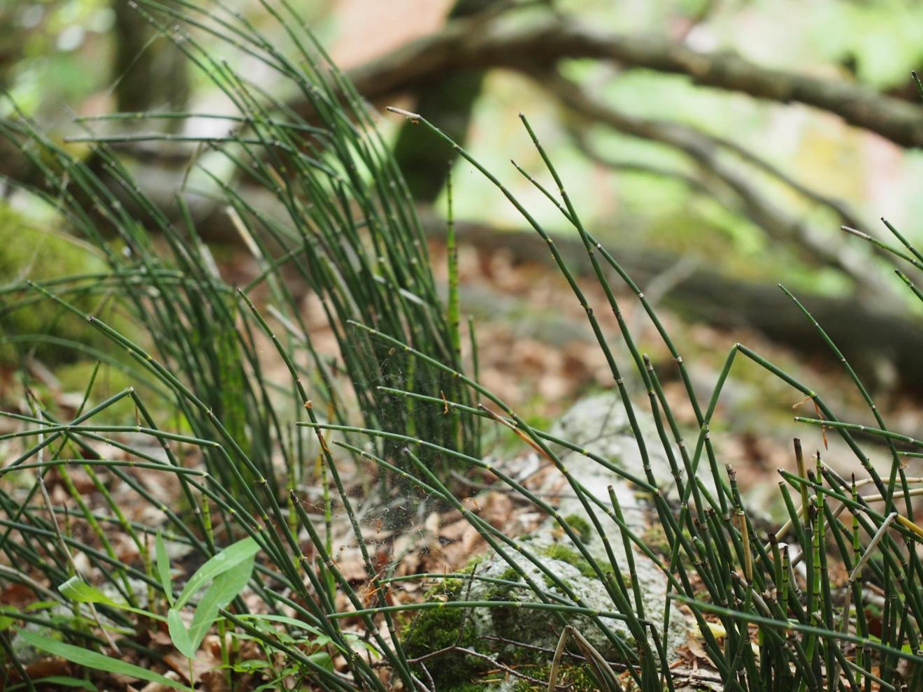 Horsetail, Rough